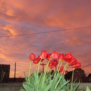 Meet your Posher, Shylee's